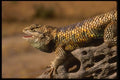 041047 Lizard A4 Photo Print
