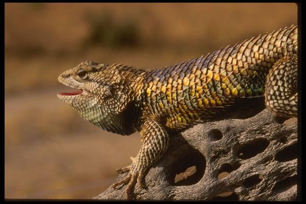 041047 Lizard A4 Photo Print