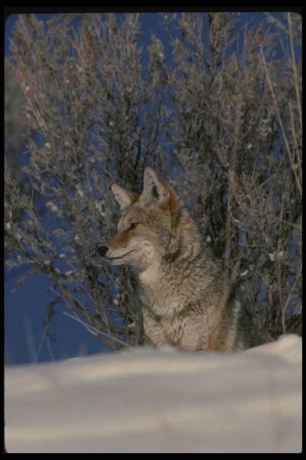 041048 Coyote A4 Photo Print