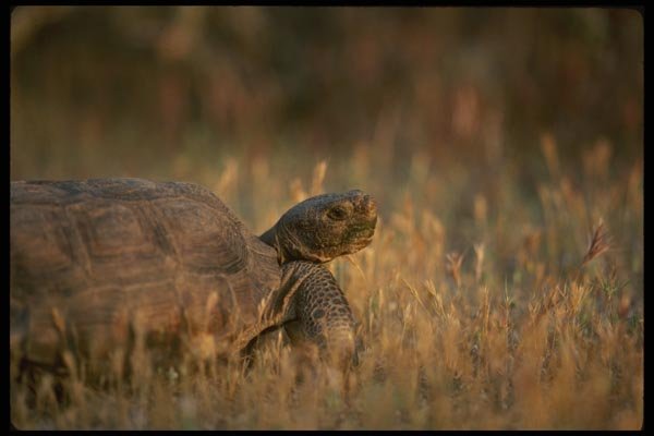041049 Desert Tortoise A4 Photo Print