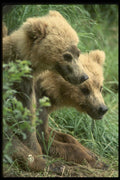041050 Grizzly Cubs A4 Photo Print