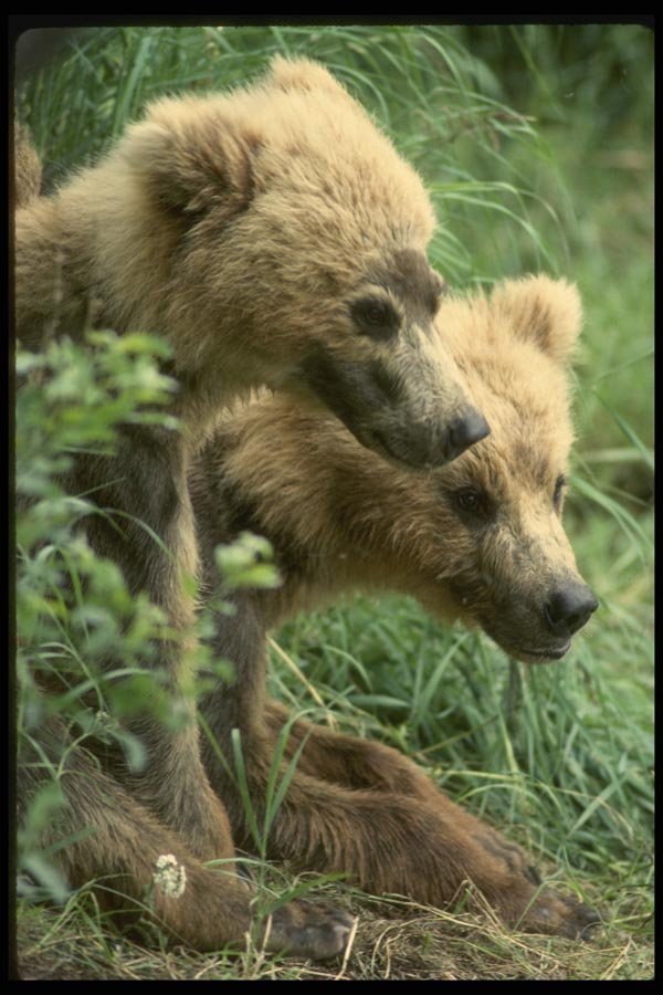 041050 Grizzly Cubs A4 Photo Print