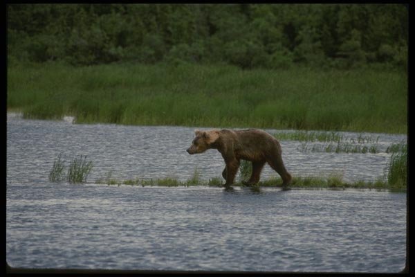 041051 Grizzly A4 Photo Print