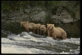 041052 Grizzly And Cubs A4 Photo Print