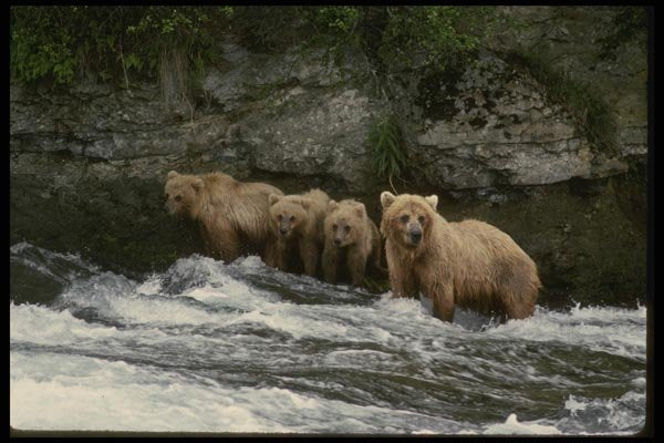 041052 Grizzly And Cubs A4 Photo Print
