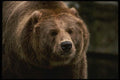 041053 Grizzly A4 Photo Print