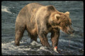 041054 Grizzly A4 Photo Print