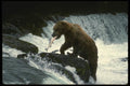 041055 Grizzly And Salmon A4 Photo Print