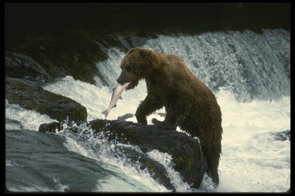 041055 Grizzly And Salmon A4 Photo Print