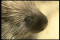 041056 Porcupine A4 Photo Print