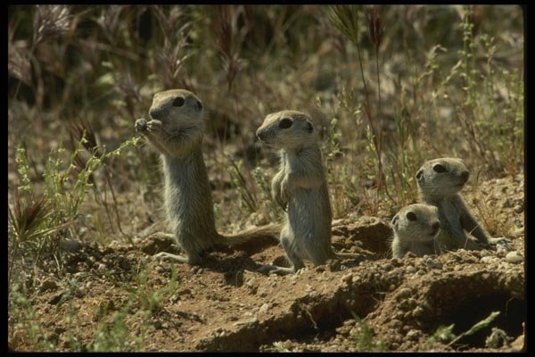 041057 Ground Squirrels A4 Photo Print
