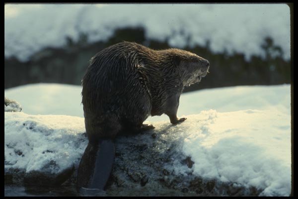 041058 Beaver A4 Photo Print