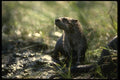 041059 River Otter A4 Photo Print