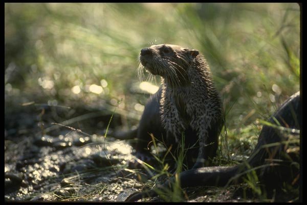 041059 River Otter A4 Photo Print