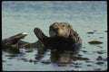 041060 Sea Otter A4 Photo Print