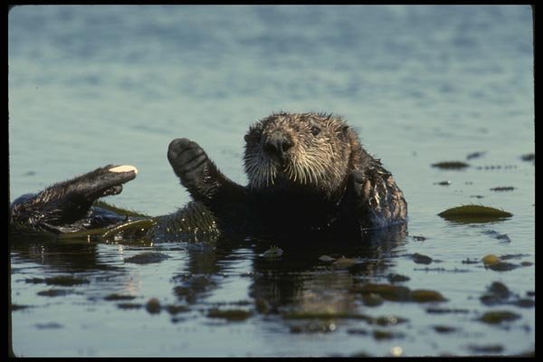 041060 Sea Otter A4 Photo Print
