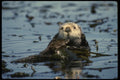 041061 Sea Otter A4 Photo Print
