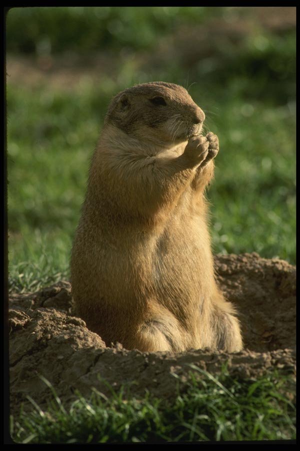 041062 Prairie Dog A4 Photo Print