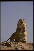 041063 Prairie Dog And Young A4 Photo Print