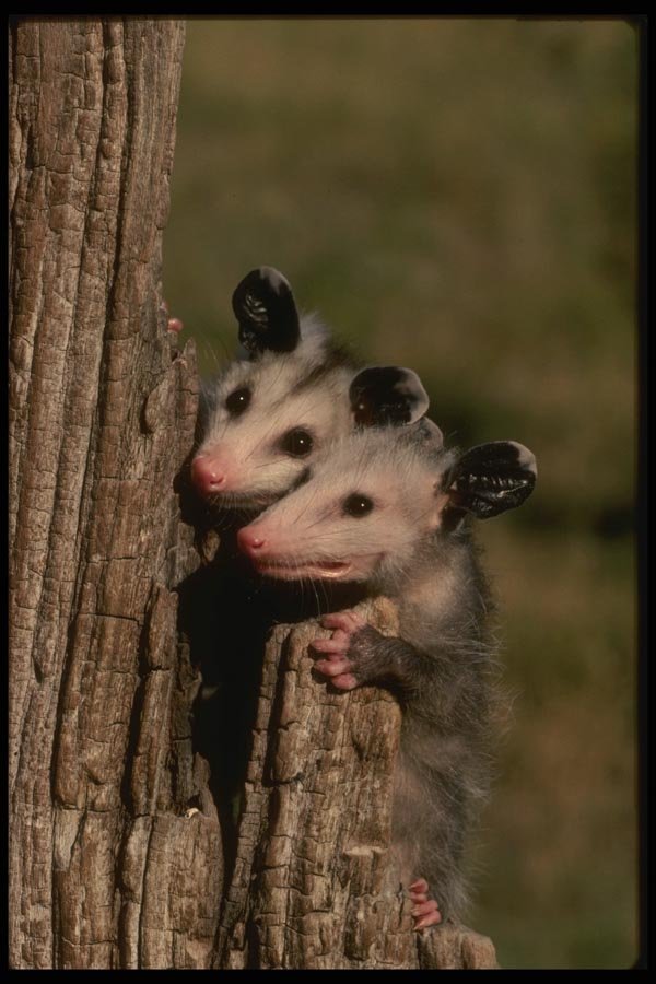 041064 Opossums A4 Photo Print