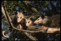 041065 Opossums A4 Photo Print