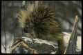 041066 Porcupine A4 Photo Print
