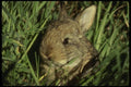 041067 Cotton Tail A4 Photo Print
