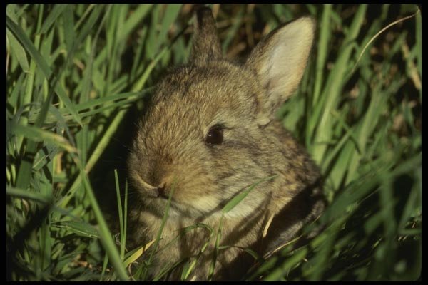 041067 Cotton Tail A4 Photo Print
