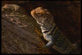041068 Collared Lizard A4 Photo Print