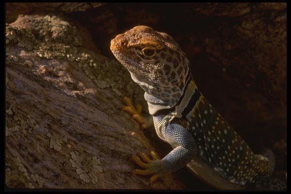 041068 Collared Lizard A4 Photo Print