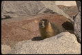 041069 Marmot A4 Photo Print
