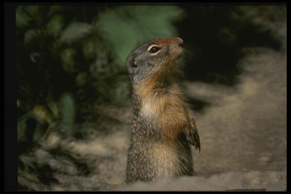 041070 Ground Squirrel A4 Photo Print