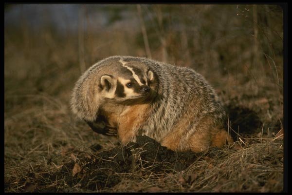 041071 Badger A4 Photo Print