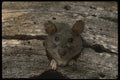 041072 Wood Rat A4 Photo Print