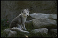 041073 Arctic Fox A4 Photo Print
