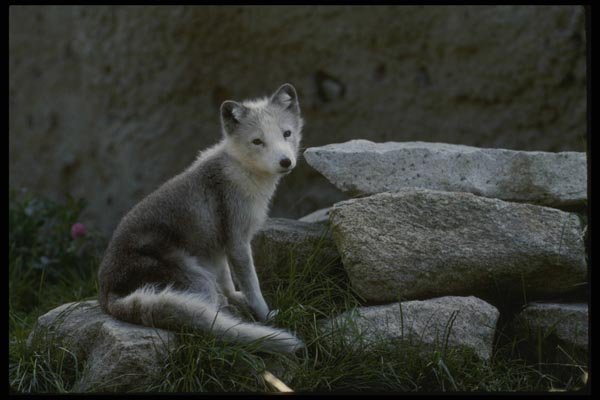 041073 Arctic Fox A4 Photo Print
