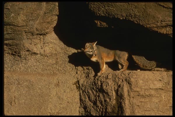 041074 Gray Fox A4 Photo Print