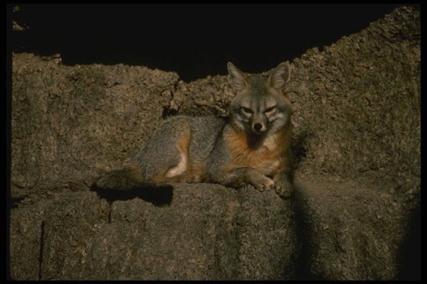 041075 Gray Fox A4 Photo Print