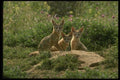 041076 San Joaquin Kit Fox A4 Photo Print