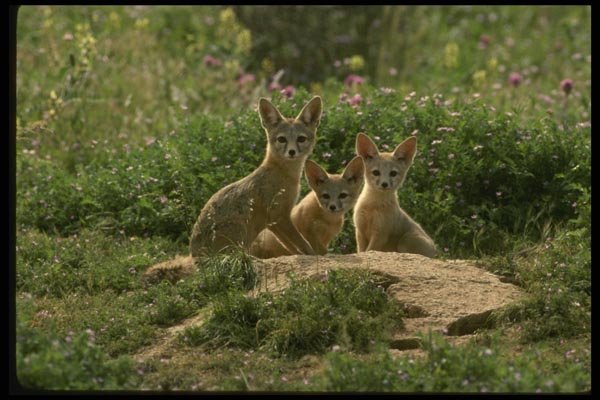 041076 San Joaquin Kit Fox A4 Photo Print