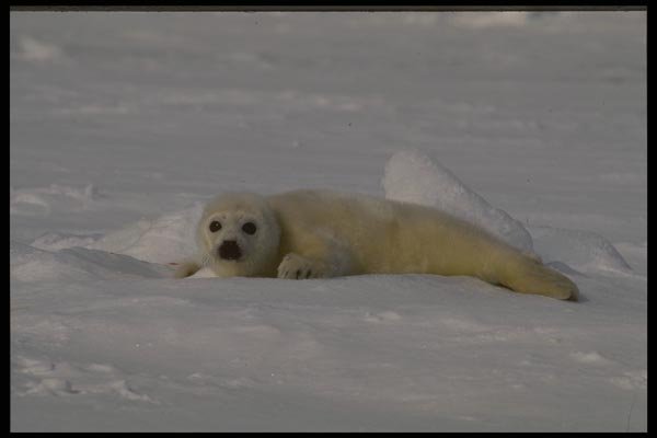 041077 Harp Seal Pup A4 Photo Print