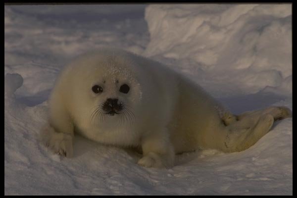 041078 Harp Seal Pup A4 Photo Print