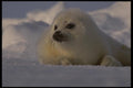 041079 Harp Seal Pup A4 Photo Print