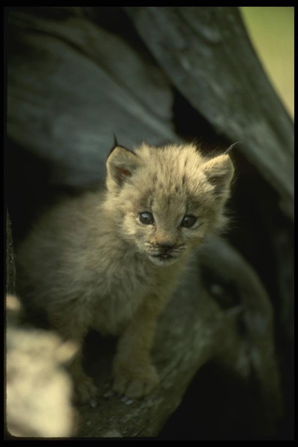 041080 Lynx Cub A4 Photo Print