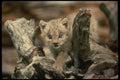 041081 Lynx Cub A4 Photo Print