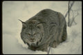 041082 Lynx A4 Photo Print