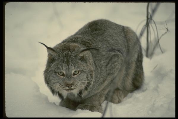 041082 Lynx A4 Photo Print