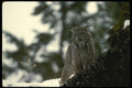 041083 Lynx A4 Photo Print