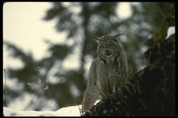 041083 Lynx A4 Photo Print