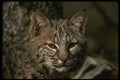 041084 Bob Cat A4 Photo Print